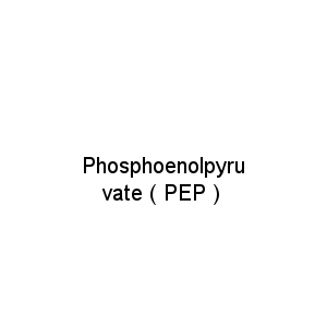 Phosphoenolpyruvate ( PEP )